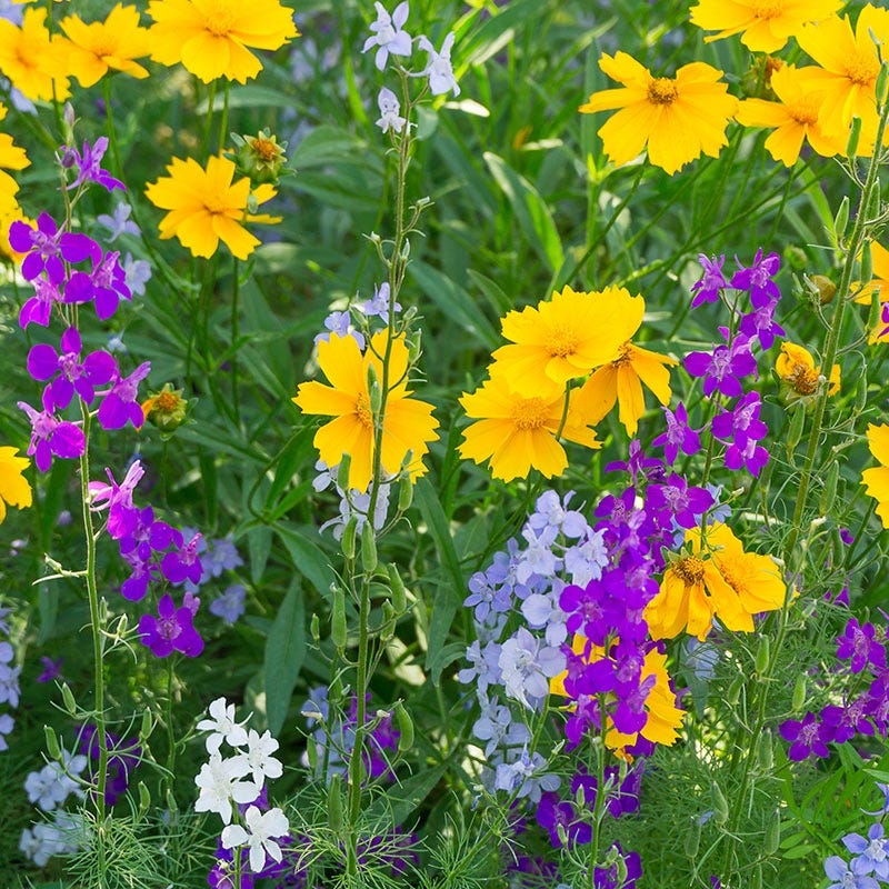 Pacific Northwest Select Wildflower Seed Mix