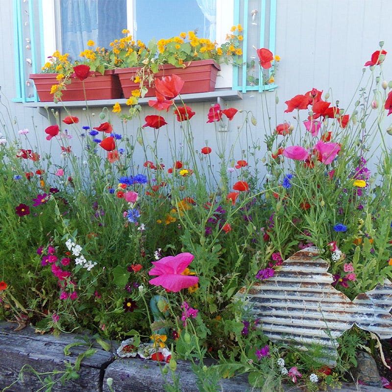 Pacific Northwest Select Wildflower Seed Mix - Image 2