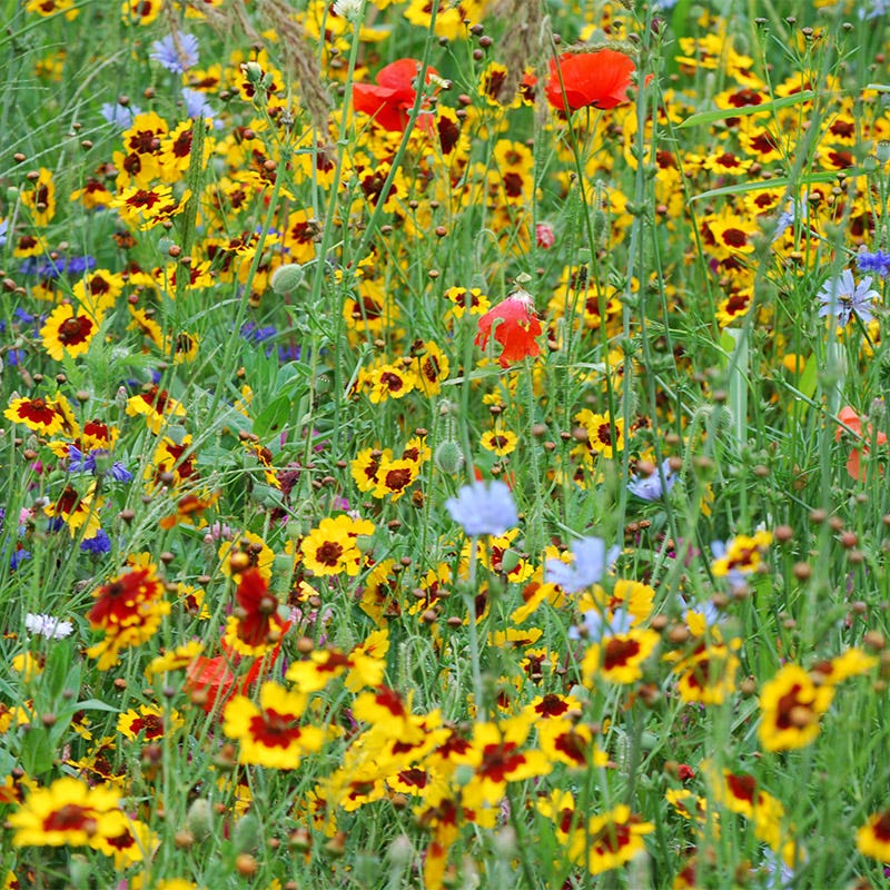 Pacific Northwest Select Wildflower Seed Mix - Image 3