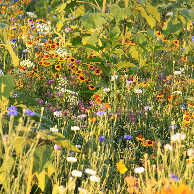 Pacific Northwest Select Wildflower Seed Mix - Image 8