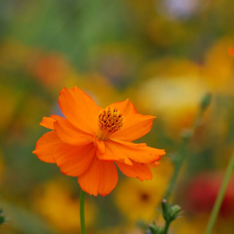 Pacific Northwest Select Wildflower Seed Mix - Image 9