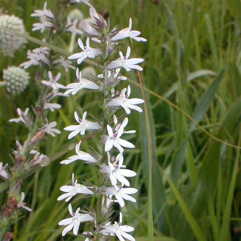 Pale Spiked Lobelia Seeds