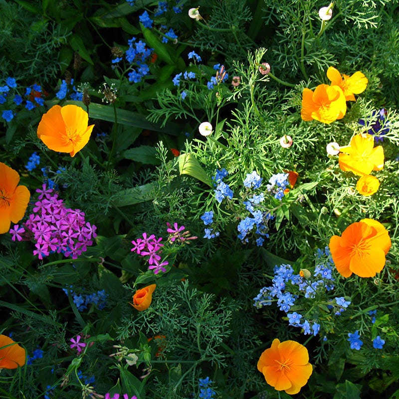 Partial Shade Wildflower Seed Mix
