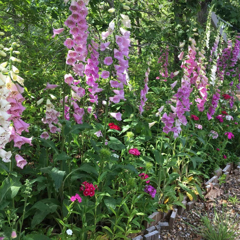 Partial Shade Wildflower Seed Mix - Image 2