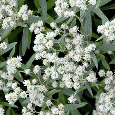 Pearly Everlasting Seeds