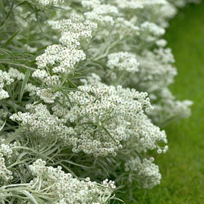 Pearly Everlasting Seeds - Image 2