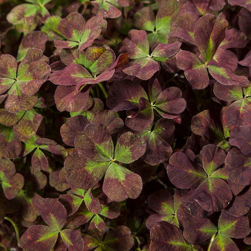 4 Luck® Coco Mint Clover