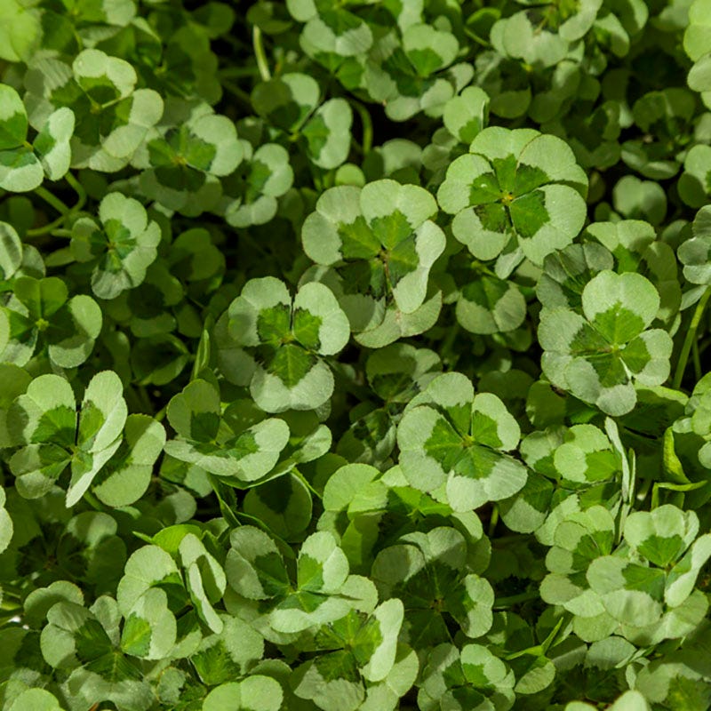 4 Luck® Green Glow Clover