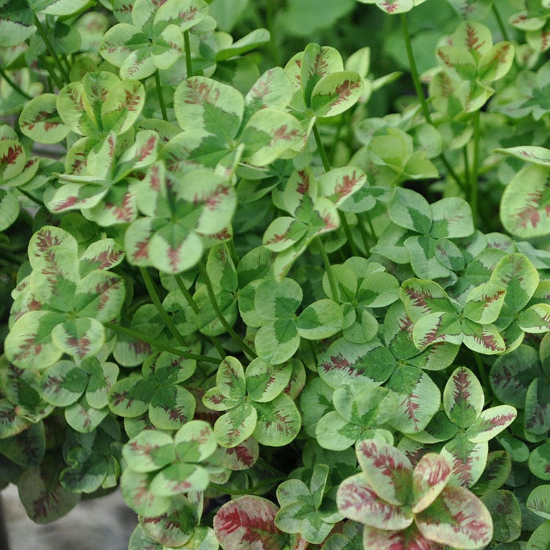 4 Luck® Red Stripes Clover - Image 2
