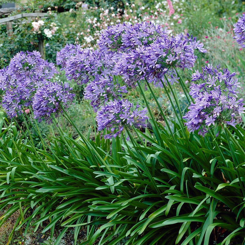 African Lily - Image 5