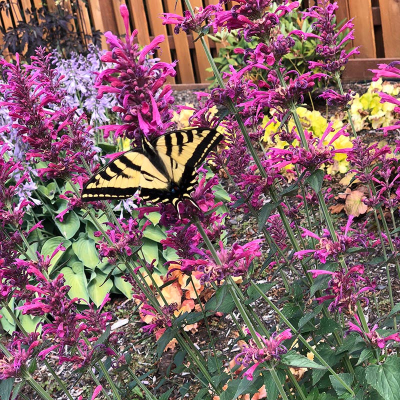Morello Hyssop - Image 2