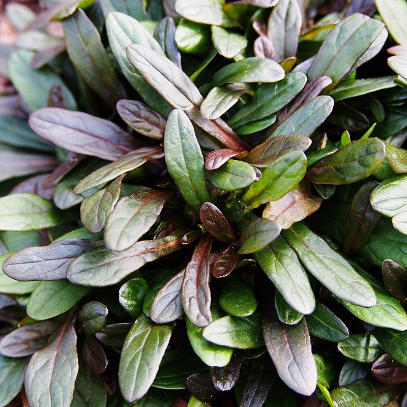 Chocolate Chip Ajuga - Image 2