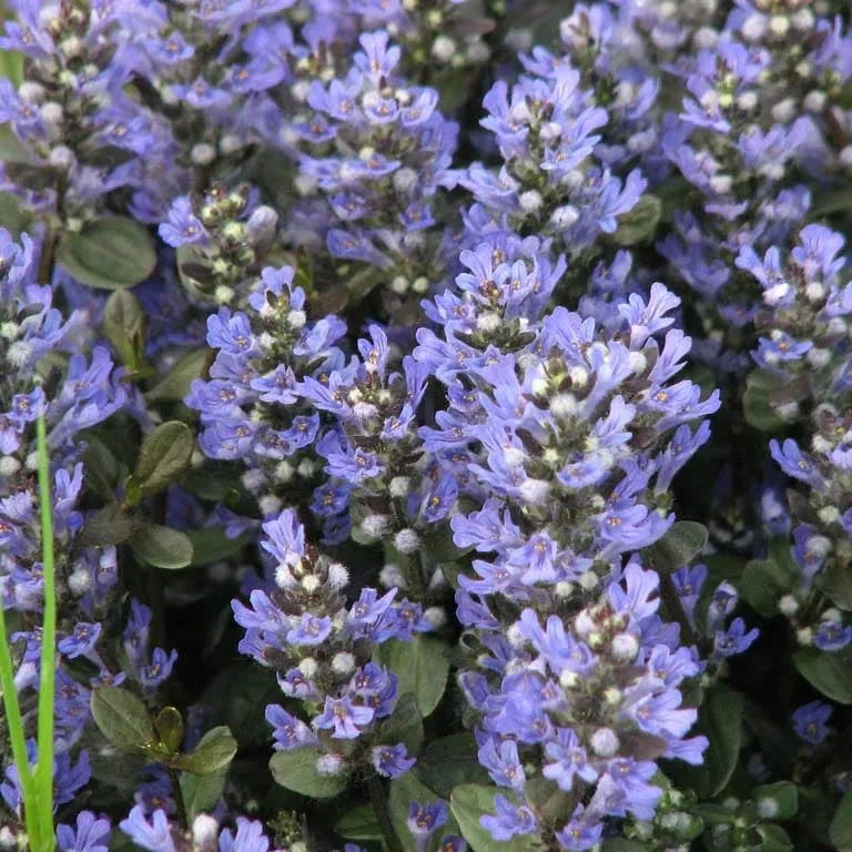 Patchwork Ajuga Low Grow Collection - Image 3