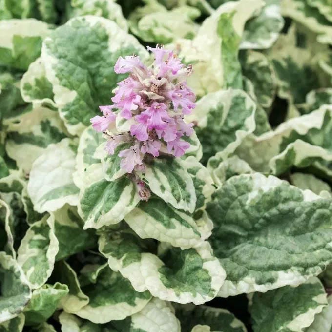 Patchwork Ajuga Low Grow Collection - Image 5