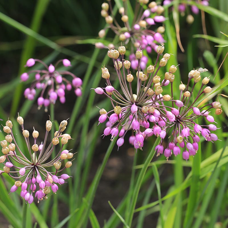 Nodding Onion (Allium) - Image 2