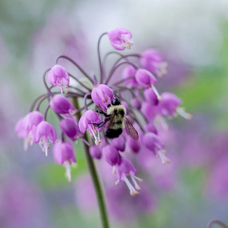 Nodding Onion (Allium) - Image 3