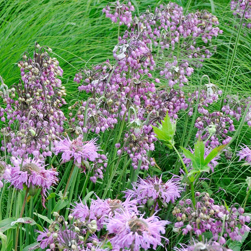 Nodding Onion (Allium) - Image 4