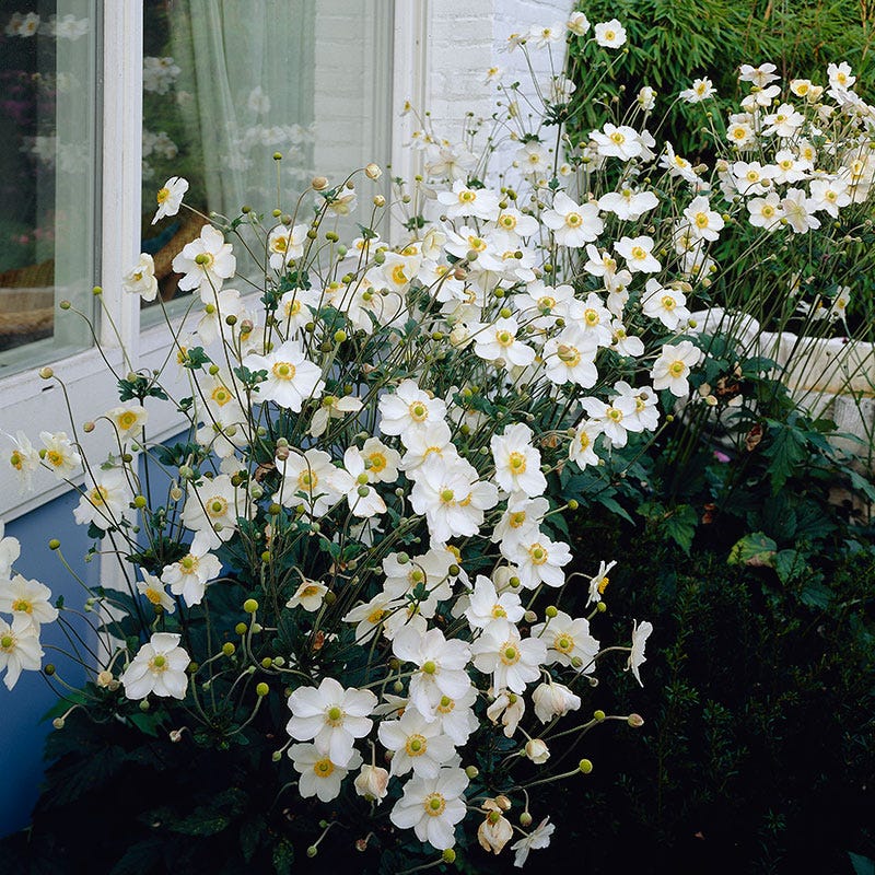 Honorine Jobert Japanese Anemone - Image 3