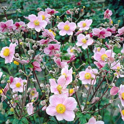 Anemone Robustissima - Image 4