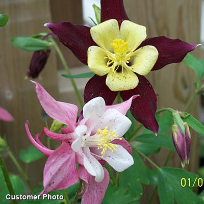 McKana Giant Columbine Mix - Image 5