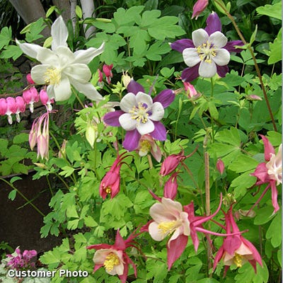 McKana Giant Columbine Mix - Image 9