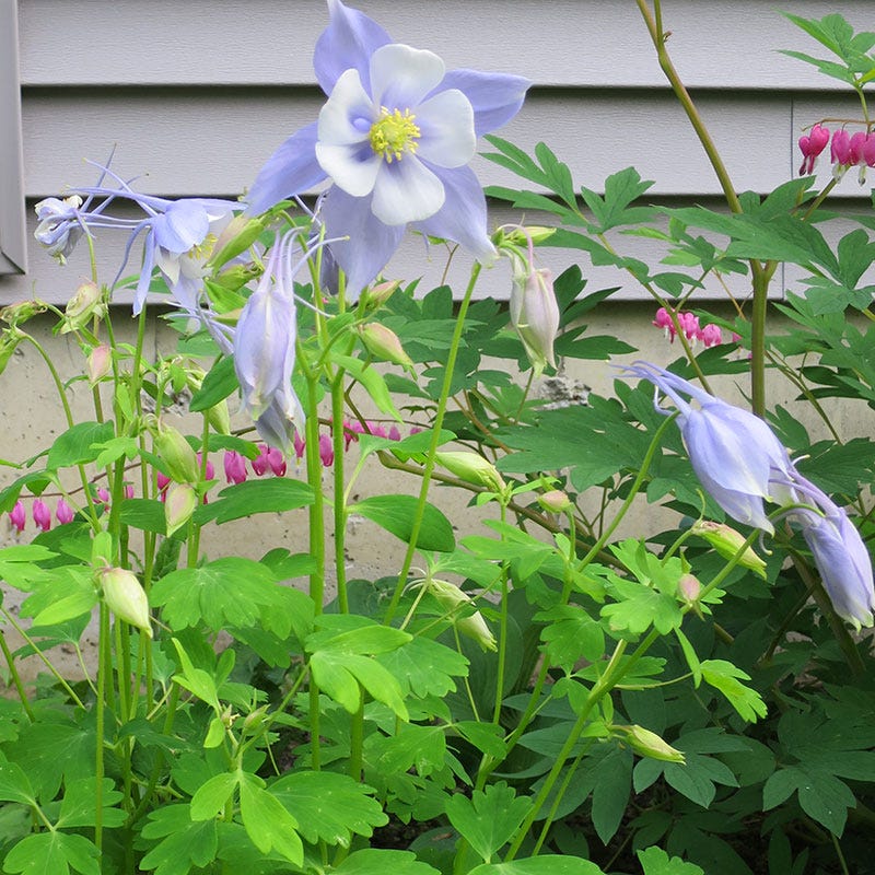 Songbird Bluebird Columbine - Image 2