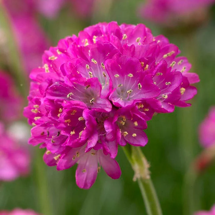 Splendens Armeria - Image 2