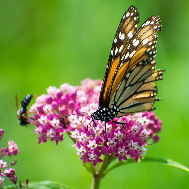 Cinderella Swamp Milkweed