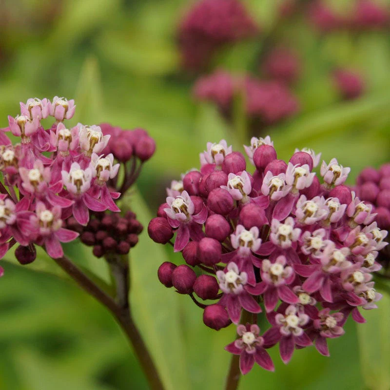 Cinderella Swamp Milkweed - Image 3