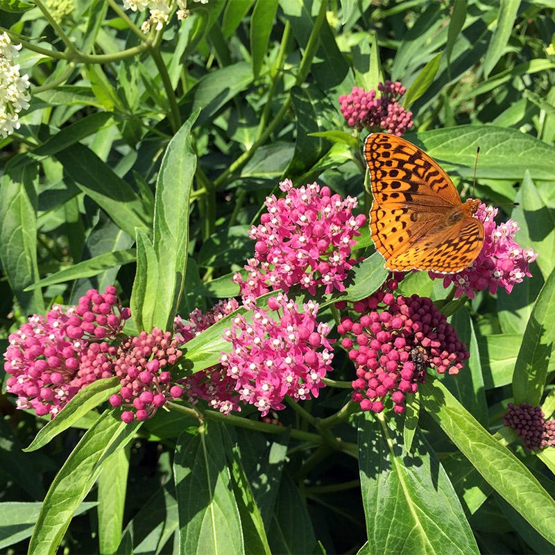 Cinderella Swamp Milkweed - Image 4