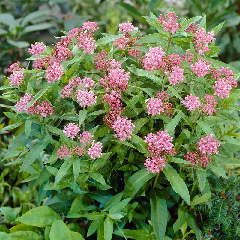 Cinderella Swamp Milkweed - Image 6