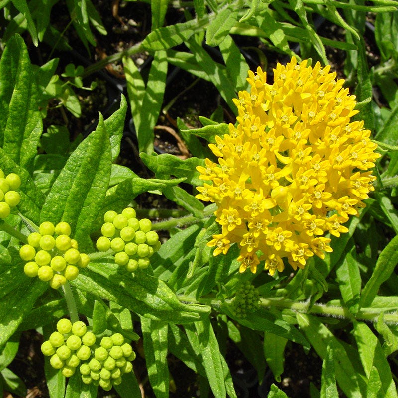 Hello Yellow Butterfly Weed - Image 2