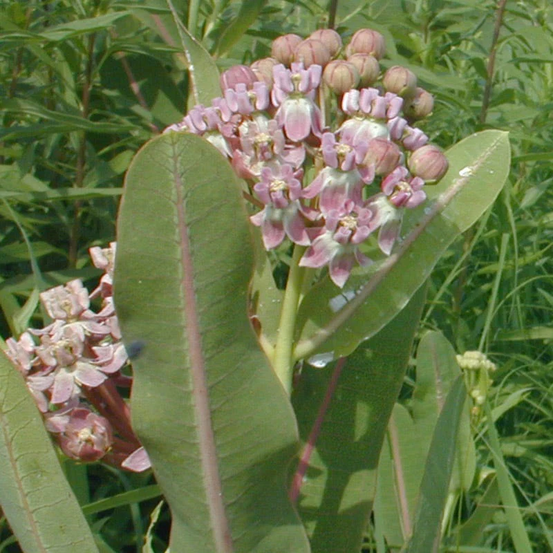 Prairie Milkweed - Image 2