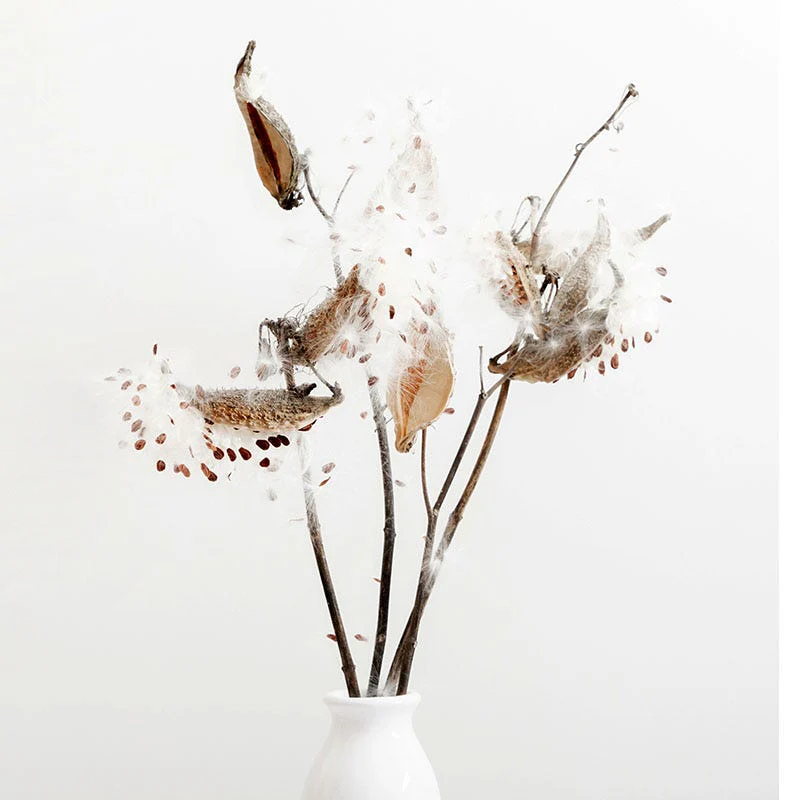Prairie Milkweed - Image 4