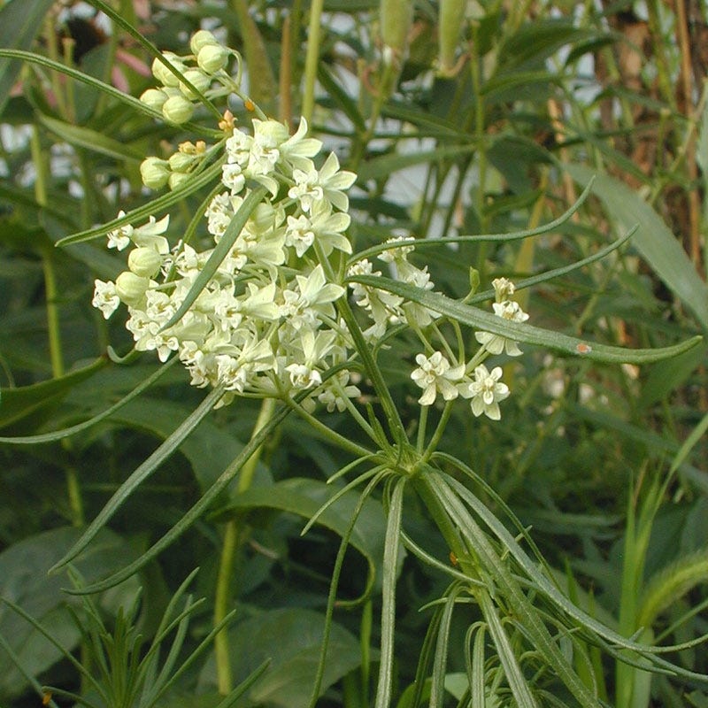 Eastern Monarch Refuge Plant Collection - Image 7
