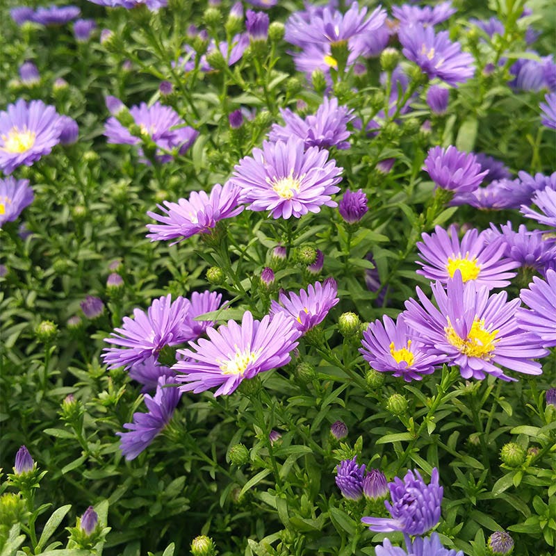 KICKIN® Lilac Blue Aster - Image 2