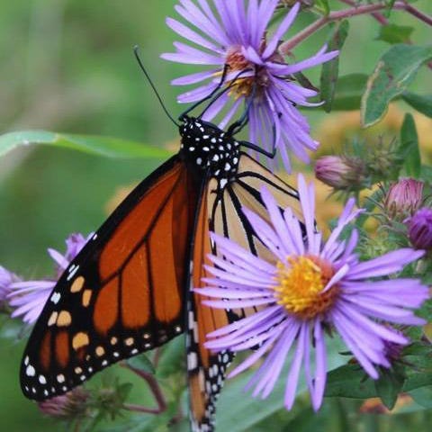 Purple Aster - Image 2