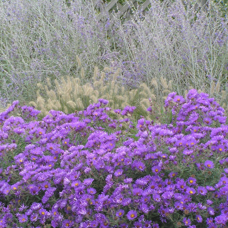 Purple Dome New England Aster - Image 2