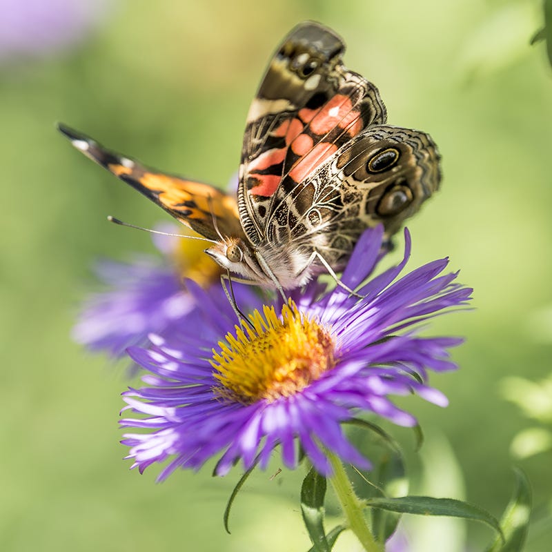 Wood's Blue Aster - Image 2