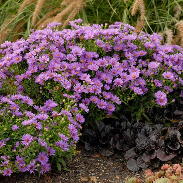 Wood's Purple Aster - Image 2