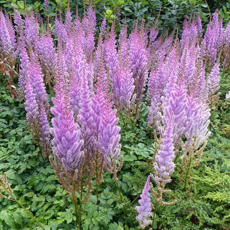 Pumila Astilbe
