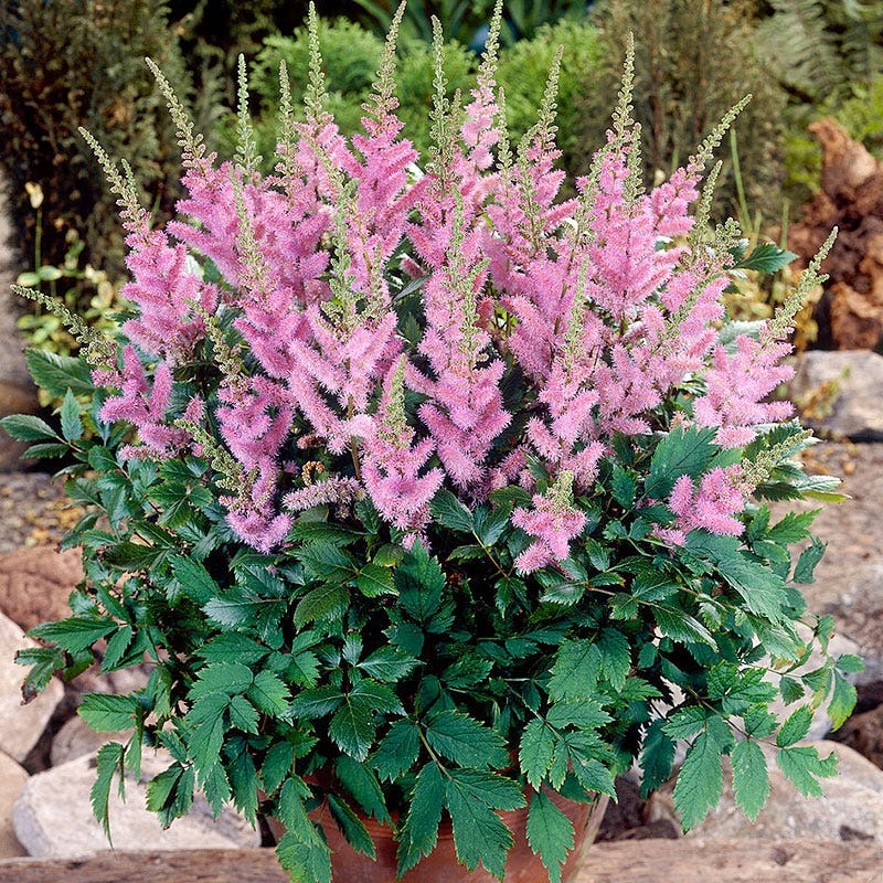 Pumila Astilbe - Image 3