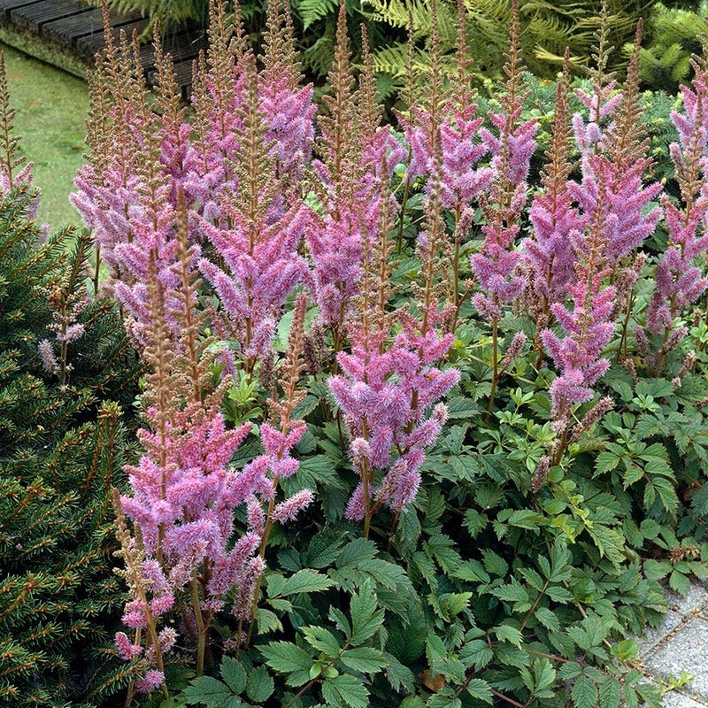 Pumila Astilbe - Image 4