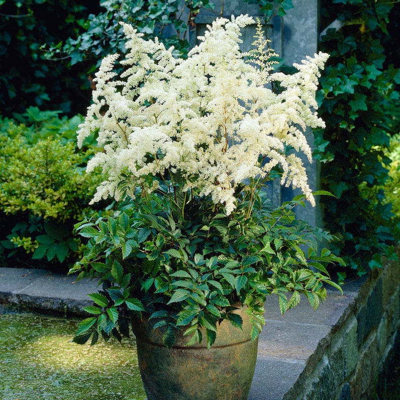 Deutschland Astilbe - Image 2