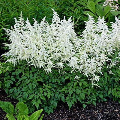 Deutschland Astilbe - Image 3
