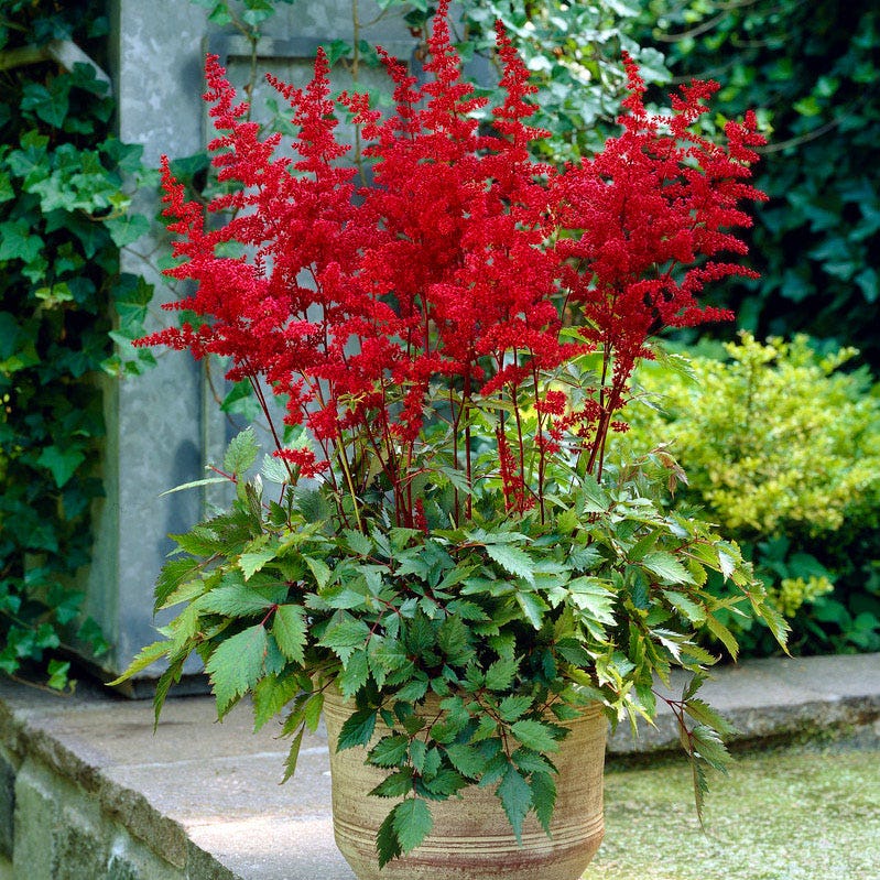 Fanal Astilbe - Image 2