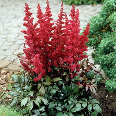 Fanal Astilbe - Image 4