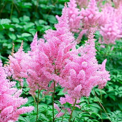 Gloria Astilbe - Image 2