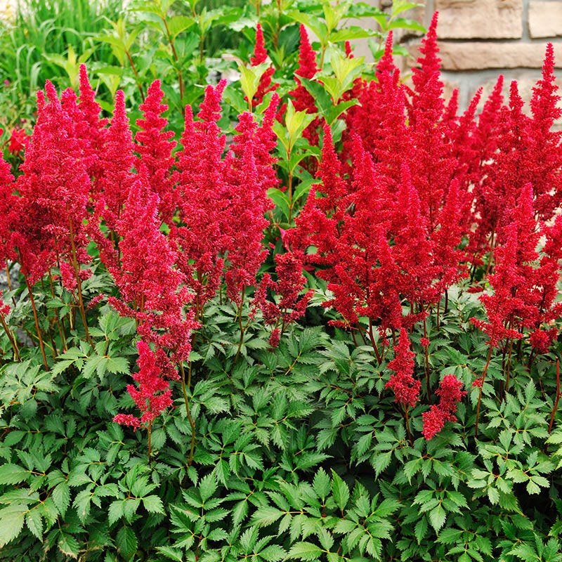 Montgomery Astilbe