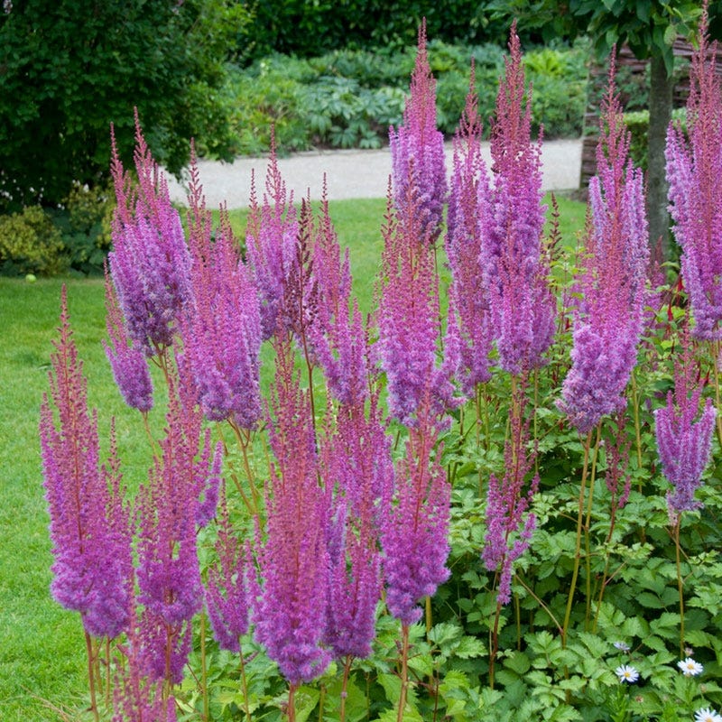 Purpurkerze Astilbe